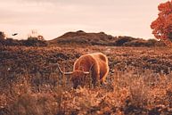 Schotse hooglander bij herfst - Heide - Bos - Natuur - Koe - Friesland - Drenthe - Schotland - Hoorn van Designer thumbnail