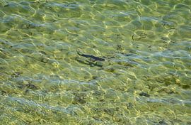 Shark Bay, Australia