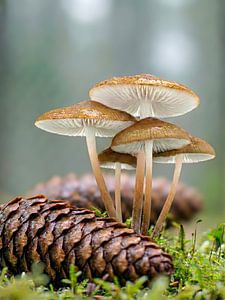 Pilze