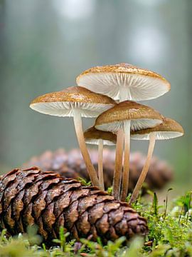 Paddenstoelen - Gewone champignons - Kleine paddenstoelen grote tijd
