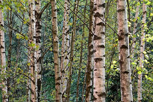 BIRKENWALD 4