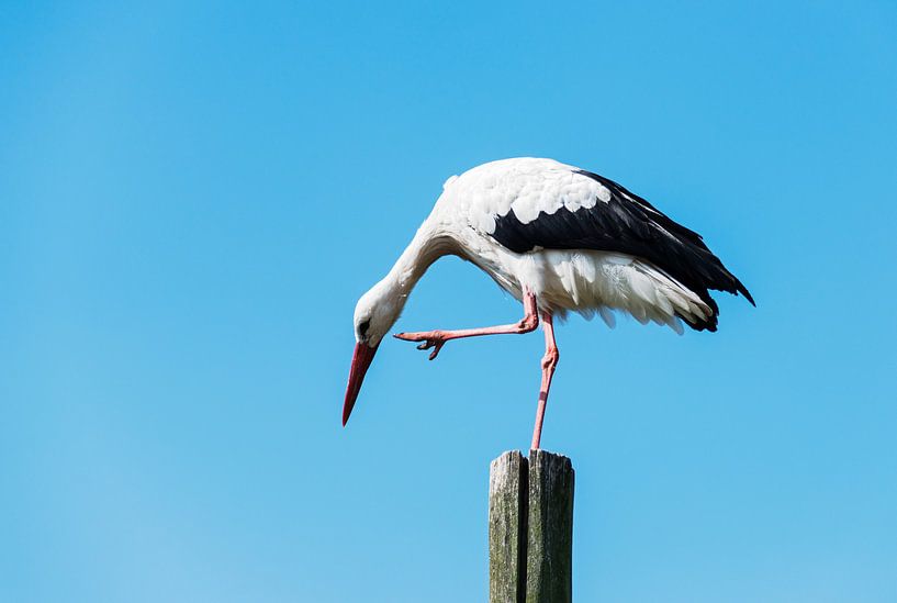 ooievaar staande op een paal van ChrisWillemsen