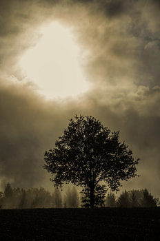 Silhouette d'un arbre dans la brume automnale du Sauerland