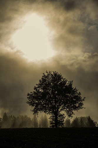 Silhouet van een boom in de herfstmist van het Sauerland