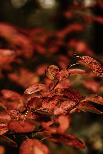 Herbst von Tessa in Focus