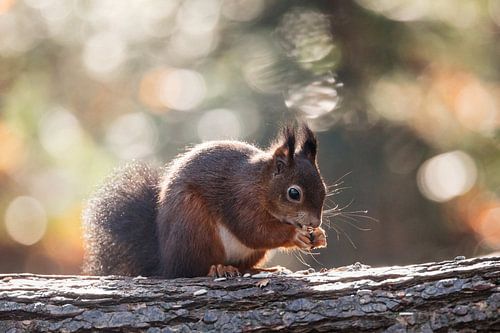 Eekhoorn met tegenlicht en bokeh.