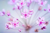 Schwanenblume in voller Blüte von Ron Poot Miniaturansicht
