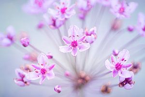 Flowering Rush in full bloom by Ron Poot