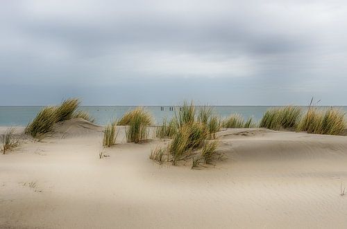 Une plage en Zélande
