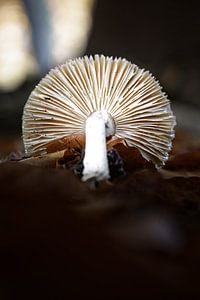 Unterseite Fliegenpilz.