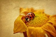 Marienkäfer auf Blüte von Claudia Evans Miniaturansicht