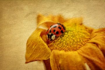 Ladybird on blossom by Claudia Evans