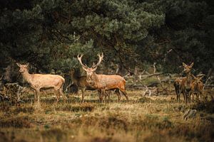 Rotwild auf der Hoge Veluwe von 