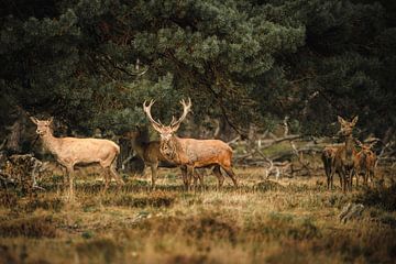 Cerf élaphe sur le Hoge Veluwe sur 