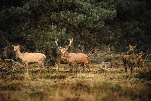 Rotwild auf der Hoge Veluwe