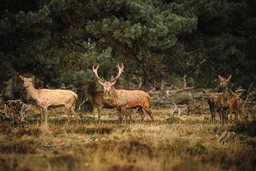 Red deer on the Hoge Veluwe by Lopen in de natuur