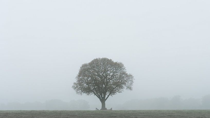 Un solitaire dans le brouillard par Stef Kuipers