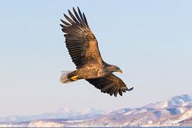 White Tailed Eagle caught in flight by Erik Verbeeck