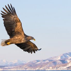 Seeadler im vollen Flug von Erik Verbeeck