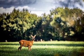 Hirsche auf den Wiesen von Johan Bertels