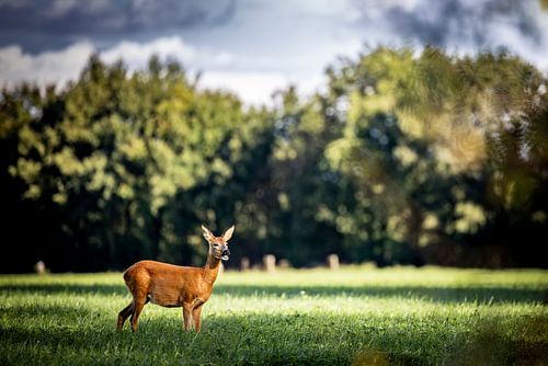 Hirsche auf den Wiesen