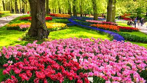 Tulpenhügel Keukenhof