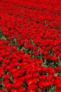 Veld met rode Tulpen sur Menno Schaefer