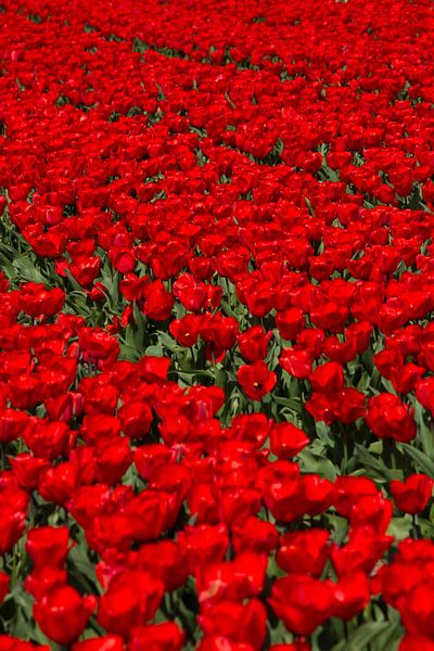 Veld met rode Tulpen van Menno Schaefer