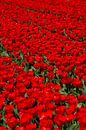 Veld met rode Tulpen van Menno Schaefer thumbnail