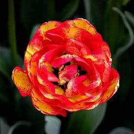 Le pouvoir des fleurs sur Anouk Snijders