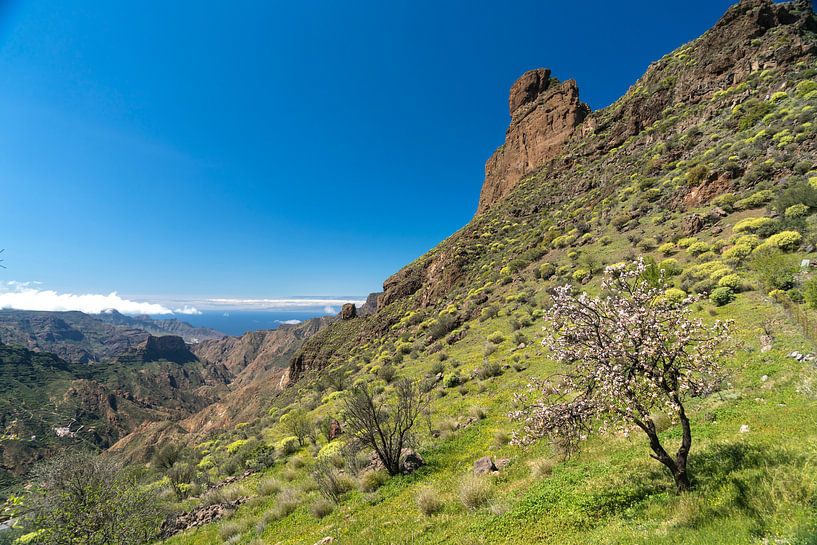 Gran Canaria, Kanarische Inseln von Peter Schickert