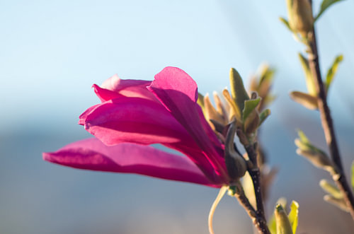 Zachtroze magnoliabloem in de lente