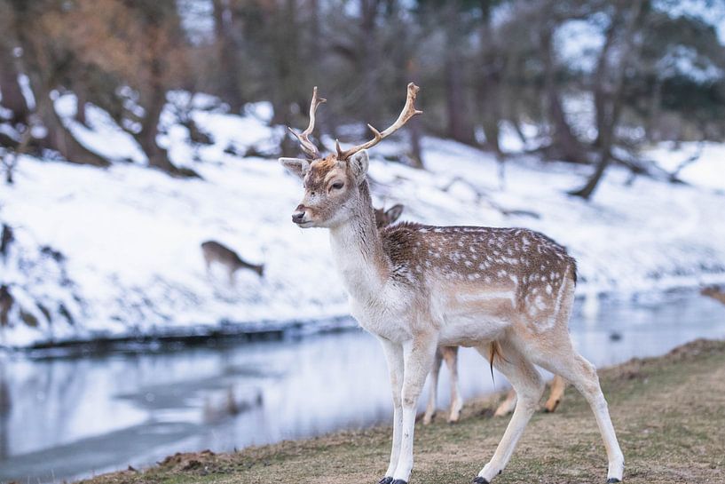 Fallow deer in the snow with sunset by Anne Zwagers