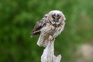 Hibou moyen-duc sur un tronc d'arbre sur Vrije Vlinder Fotografie