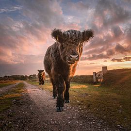 Galloway by Lineke Vrielink