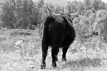 Scottish Highlander cow seen from behind in black and white
