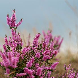 La bruyère rose sur le Veluwe sur san sober