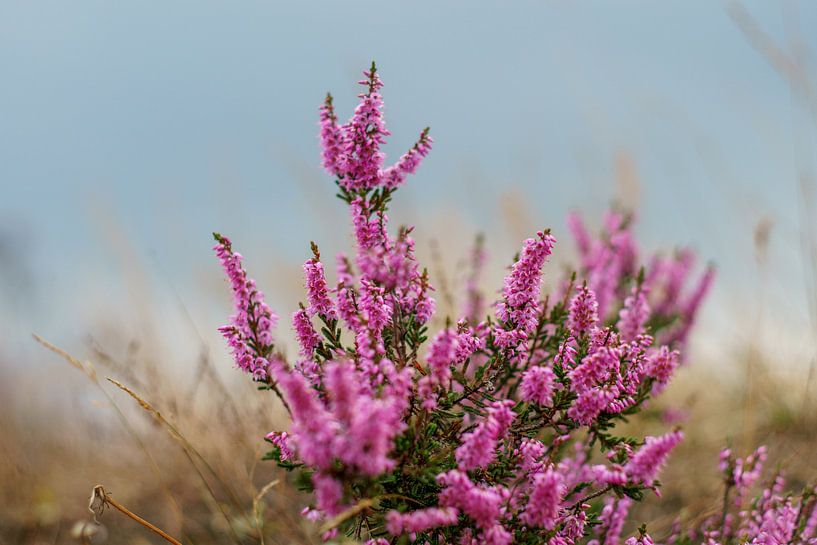 Roze heide op de Veluwe van san sober