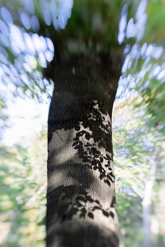 Arbre avec ombre et bokeh