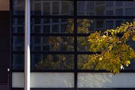 Weerspiegeling boom in herfstkleuren van Cobi de Jong thumbnail
