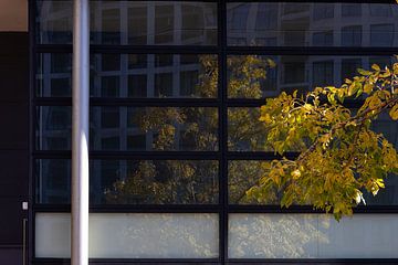 Weerspiegeling boom in herfstkleuren van Cobi de Jong