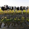 Koeien langs de sloot (Friesland) van Tjitte Jan Hogeterp