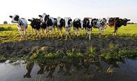 Kühe entlang des Grabens (Friesland) von Tjitte Jan Hogeterp Miniaturansicht