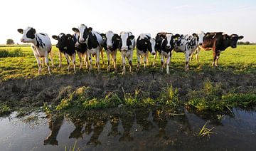 Vaches le long du fossé (Frise) sur Tjitte Jan Hogeterp