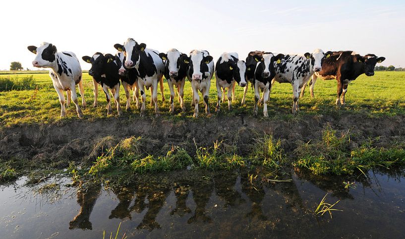 Koeien langs de sloot (Friesland) van Tjitte Jan Hogeterp