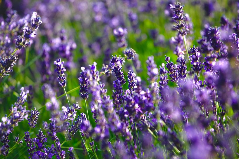 Lavender by Thomas Jäger