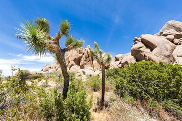 Idyll in Joshua Tree National Park van Melanie Viola