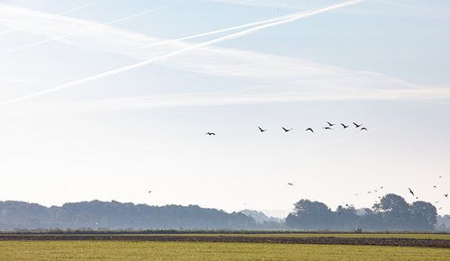 Ganzen in vogelvlucht in de ochtendgloren boven land