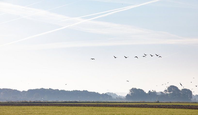 Geese in bird's eye view at dawn over land by Percy's fotografie