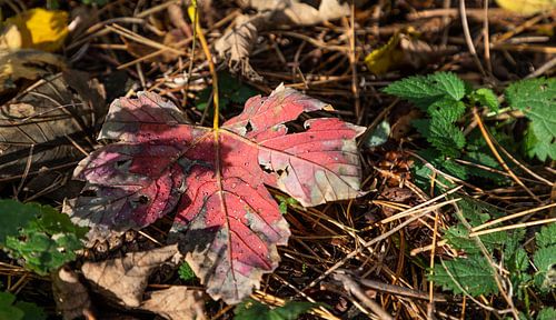 Autumn...